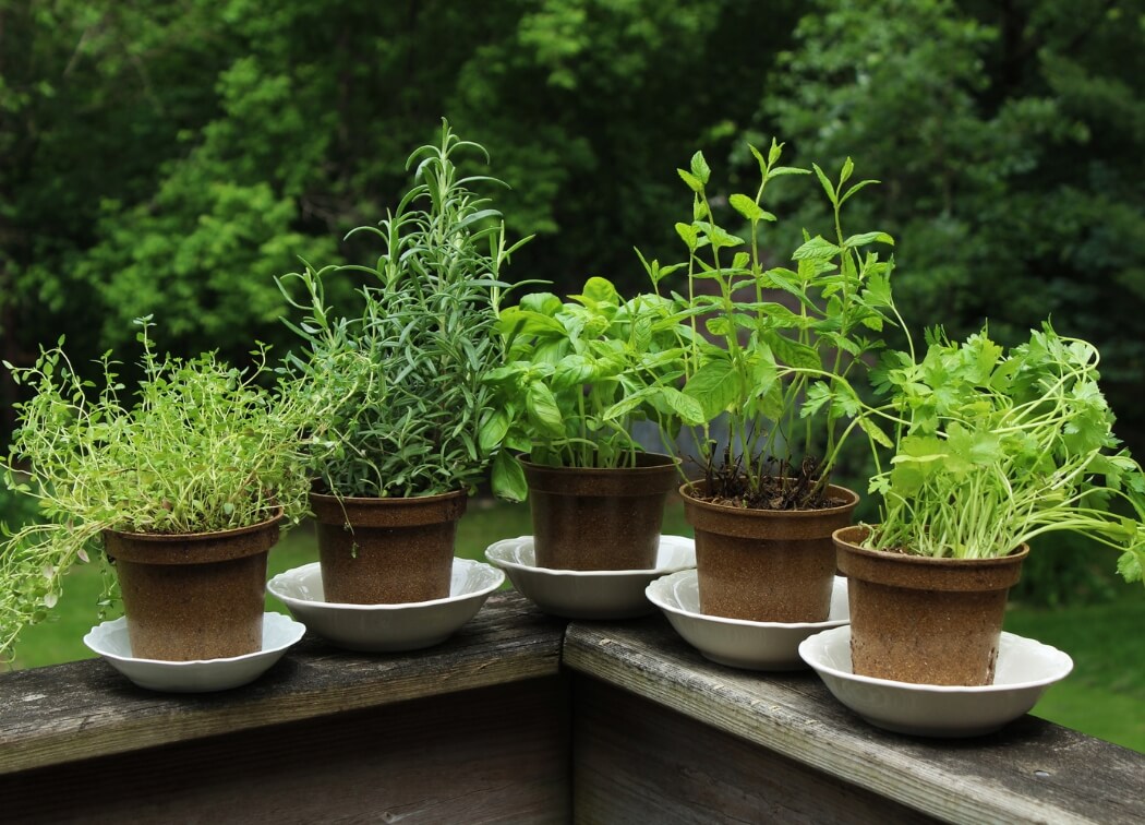 Which Herbs to Plant Together