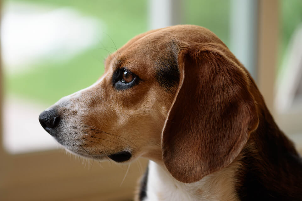 11 Brilliant Beagle Facts