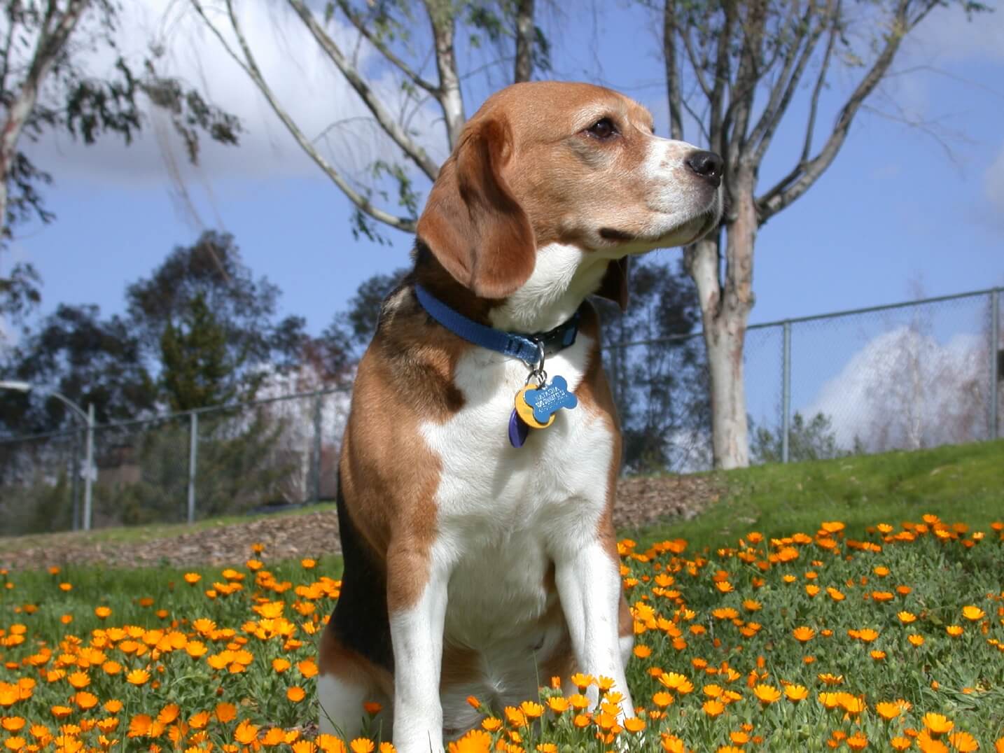 Are Beagles Good Dogs